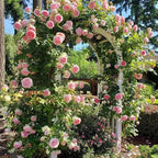 Mix Climbing Rose Seeds for Planting, 250+pcs Rare Climbing Rose Flower Seeds Plants, Heirloom Non-GMO Bush Vine Cover Hybrid Climber Rosa Flowers for Home Garden Outdoors
