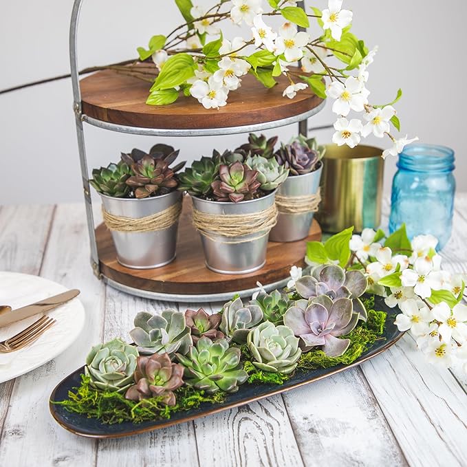Live Succulents Plants Bulk Plant Tray (50 Pack), Indoor Houseplants, in Cactus and Succulent Soil Mix, Kit Gifts by for Pets, Black
