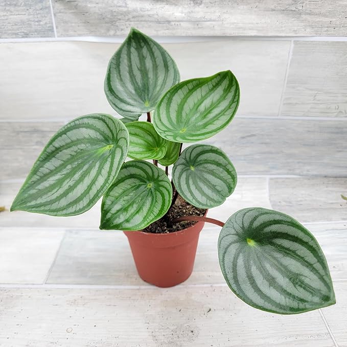 Rare Watermelon Peperomia (Peperomia argyreia) – Live Indoor Houseplant | 4″ Pot | Easy-Care Exotic Plant | Unique Variegated Foliage | Air Purifying Greenery for Home or Office