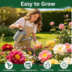 24000+ Moss Rose Seeds for Planting, Portulaca Seeds for Ground Cover, Drought Tolerant Annual Flowers for Gardens, Borders, Containers & Landscaping