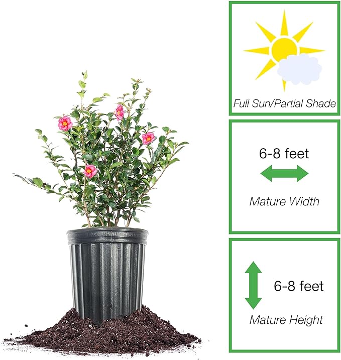 PERFECT PLANTS Kanjiro Camellia Shrub 1 Gallon | Live Plant for Outdoor Planting | Hot Pink Flowers with Evergreen Foliage | Perfect for Sun or Shade Garden