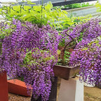 20+ Japanese Wisteria Purple Ornamental Vine Climber Seeds for Planting Home Garden Indoors or Outdoors