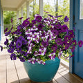 17 Inch Artificial Faux Pansy Flowers for Outdoor,Fake Pansies Flowers with Eucalyptus Leaves Fake Plants Greenery Boxwood Porch Patio Decor 6 Bundles(Dark Purple,Lotus Purple,Purple White)
