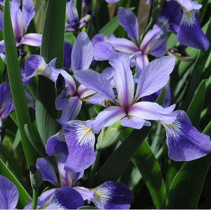 Chalily Iris 'Versicolor', a Great Live Pond Plant for Your Water Garden. Filters The koi and Goldfish Pond. Good for Bogs, Plant Shelf or Shallow Water This marginal Aquatic is a Real Beauty