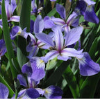 Chalily Iris 'Versicolor', a Great Live Pond Plant for Your Water Garden. Filters The koi and Goldfish Pond. Good for Bogs, Plant Shelf or Shallow Water This marginal Aquatic is a Real Beauty