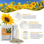 Groundio Mammoth Sunflower Seeds to Plant, 1 Ounce Packet 300+ Seeds, 6-12 FT Giant Sunflower, Non-GMO, Heirloom, High Germination, Grown in the USA