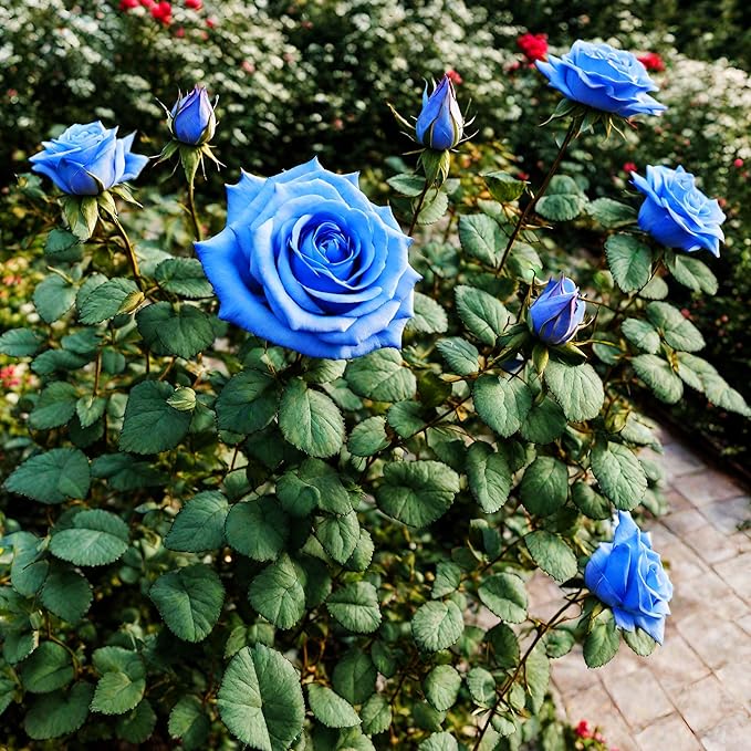 100 Pcs Rare Lavender hues Pink Roses Climbing Plant Seeds Balcony Garden Potted Rose Heirloom Flowers Yard Decor
