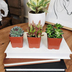 Altman Plants Deluxe Live Succulents (6 Pack), No Duplicates, Assorted Varieties, & Shapes, Easy Plant Care, 2 in Pots