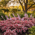 100+ Hosta Seeds for Planting Outdoors, Rare Perennial Flower Seeds, Shade Loving Hosta Plants for Garden Beds, Containers, Patios (White and Red)
