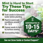 HOME GROWN Non GMO Common Mint Seeds (Bulk Pack) 1,800 Heirloom Herb Seeds, USA Sourced | Ideal for Planting Outdoors or Indoors for a Fresh Mint Tea Garden (Mentha spp)