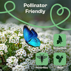 SVI 3000 Carpet of Snow Sweet Alyssum Seeds (Lobularia maritima) – White Sweet Alyssum Seed Packets Bulk – Ground Cover Seed Pack, Flower Seeds for Outside, Containers, Flower Beds