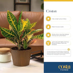 Costa Farms Croton Live Plants (4-Pack), Indoor and Outdoor Angel Croton Houseplants Potted in Nursery Pots, Grower’s Choice, Easy Care Tropical Plant for Home, Office, and Tabletop Decor