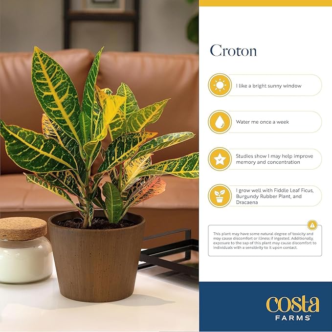Costa Farms Croton Live Plants (4-Pack), Indoor and Outdoor Angel Croton Houseplants Potted in Nursery Pots, Grower’s Choice, Easy Care Tropical Plant for Home, Office, and Tabletop Decor
