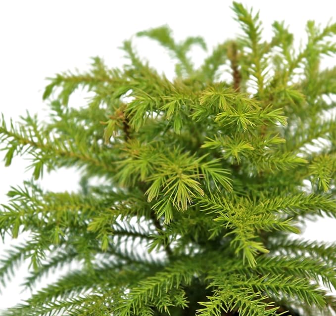 Live Norfolk Island Pine, Christmas Tree, Star Pine, Office Gift, Housewarming Gift, Thank You Gift, Air Purifying Plant, Birthday Gift, Office Gift in 4" Pot
