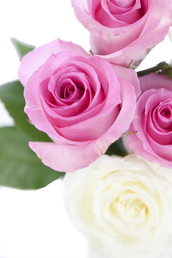 KaBloom - Pink and White Roses (Dozen and a Half) - With Vase- Fresh Flowers for Birthday, Valentine's & Mother's Day