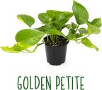 Altman Plants, Live Pothos Plants (4PK) Indoor Plants Live Houseplants, Pothos Live Plant House Plants Indoors Live Plants, Money Plant Indoor Pothos Plant Decor, Devils Ivy Trailing Plants Live