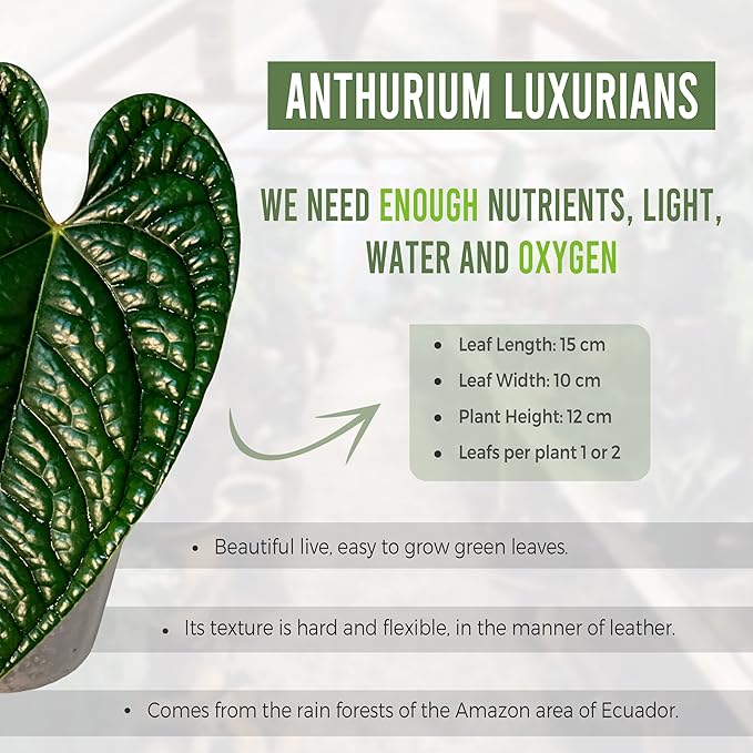 LEAL PLANTS ECUADOR Anthurium Luxurian | Exotic Green Indoor House Plant | Rare Anthurium for Living Rooms | Stunning Crystallinum Houseplant | Low-Maintenance Tropical Plants