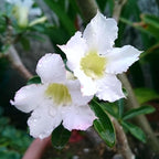 CarpetC 10+ Desert Rose Seeds for Planting, Adenium obesum Caudex Succulent with Showy Blooms, Non-GMO Heirloom for Bonsai and Containers