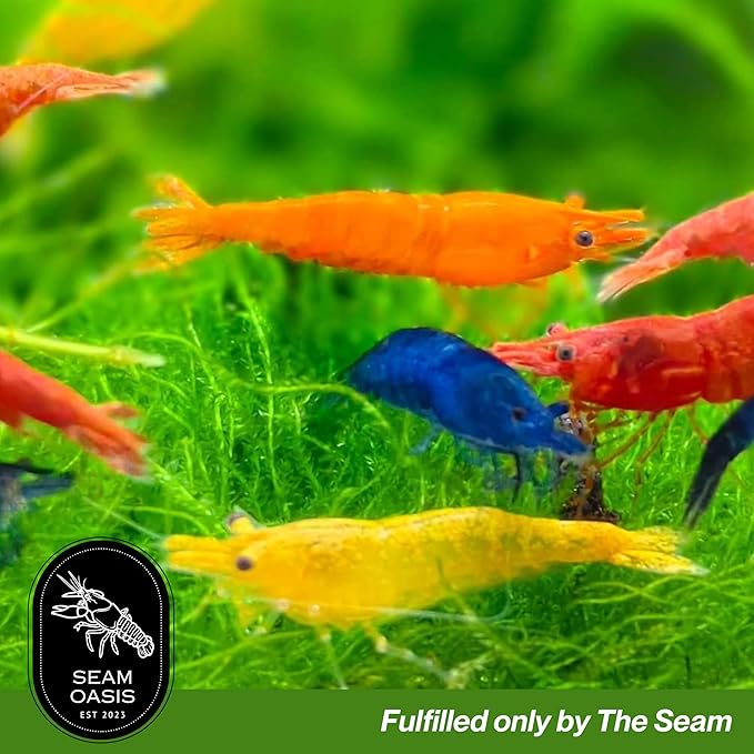 15+ Mixed Color High Grade Neocaridina Live Freshwater Shrimps for Aquarium Bignner Friendly Neocardina Shrimps Fully Mature Breeding Age Size 0.75-1 inches in Length Live Arrival Guarantee
