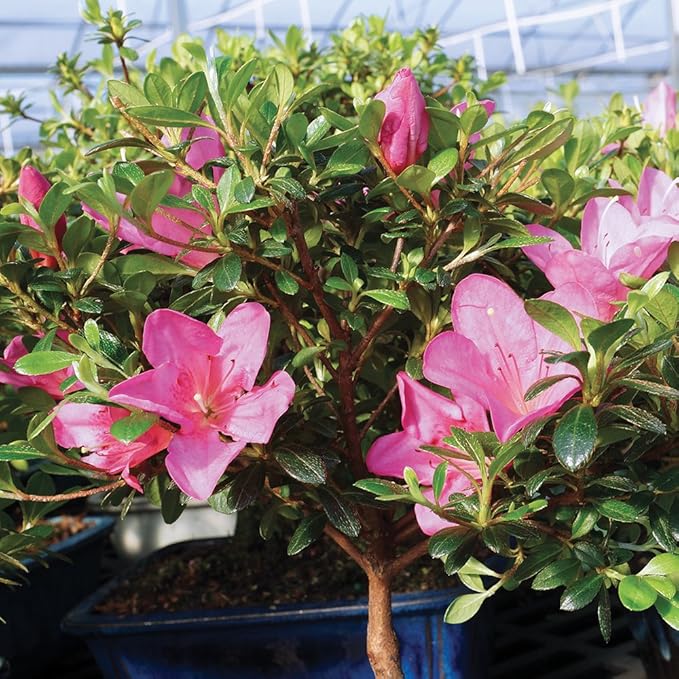 Brussel's Bonsai - Live Satsuki Azalea Bonsai Tree Kit, Outdoor Flowering Bonsai Tree Live Plant with Ceramic Pot and Soil, Easy Care Bonsai Starter Kit for Patio Garden (Medium)