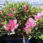 Brussel's Live Satsuki Azalea Outdoor Bonsai Tree - Complete Gift Set - 5 Years Old; 6" to 8" Tall with Decorative Container, Humidity Tray, Deco Rock, Bonsai Pro Fertilizer & Book