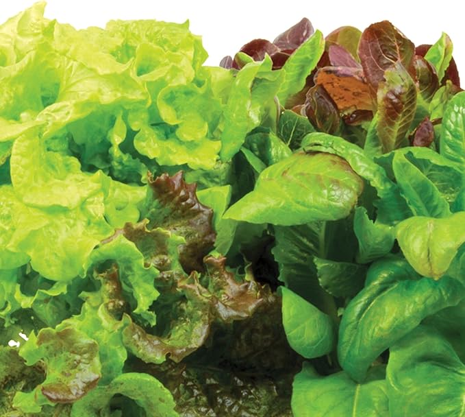 AeroGarden Mixed Romaine Lettuce Seed pod Kit, 6-Pod