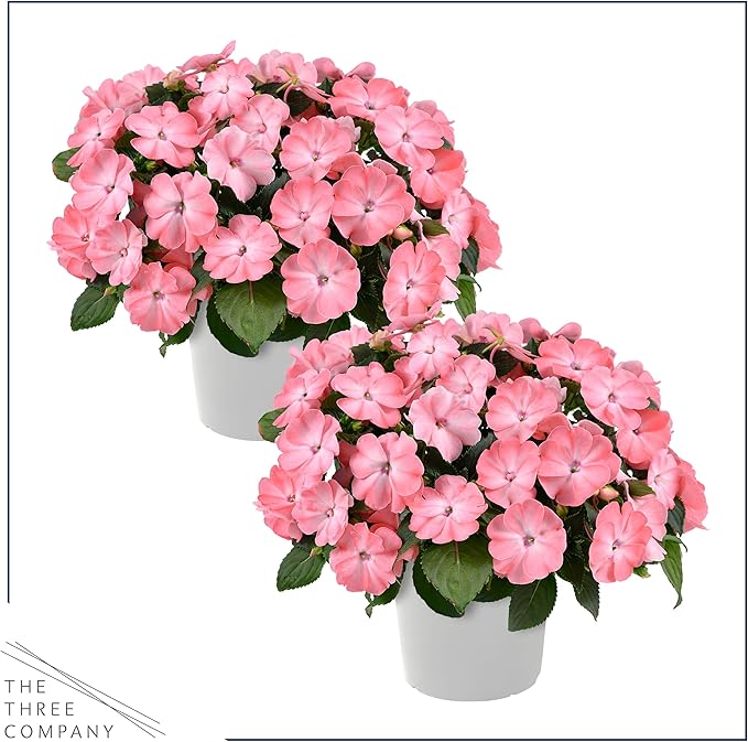 Live Flowering New Guinea Impatiens - Salmon (2 Plants Per Pack), Beautiful Shade Flowers, 12" Tall by 5" Wide in 1 Qt Pot