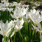 Chalily White Rain Lily, a Great Live Pond Plant for Your Water Garden. Filters The koi and Goldfish Pond. Good for Bogs, Plant Shelf or Shallow Water This marginal Aquatic is a Real Beauty