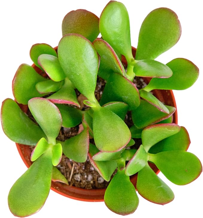 Shop Succulents Jade Succulent Plant, Crassula Ovata Fully Rooted Live 4" Succulent Plant, Low Maintenance Indoor Plant, Hardy Succulents, Hard to Kill Plants, Wedding and Party Favors, Gift & Garden
