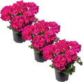 Live Flowering Zonal Geraniums - Pink (3 Plants Per Pack), Beautiful Spring/Summer Flowers, 12" Tall by 5" Wide in 1 Qt Pot