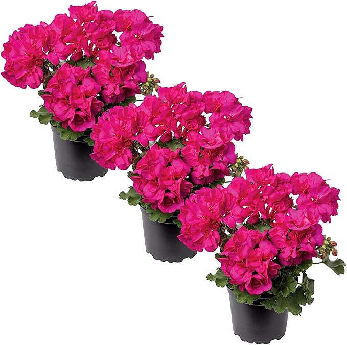Live Flowering Zonal Geraniums - Pink (3 Plants Per Pack), Beautiful Spring/Summer Flowers, 12" Tall by 5" Wide in 1 Qt Pot