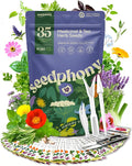 Seedphony 35 Medicinal & Tea Herb Seeds Variety Pack - 16,285+ Non-GMO Heirloom Herbs Seeds for Planting Indoor & Outdoor: Lavender, Rosemary, Echinacea, Mint, Catnip, Basil - Gardening Seed Packets