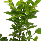 ragnaroc Live Fruit Trees – Plinia cauliflora Jaboticaba Plug 9-12” Tall - 1ct - Color When Flowering Red, Bonsai - Live Arrival Guaranteed - House Plants for Home Decor