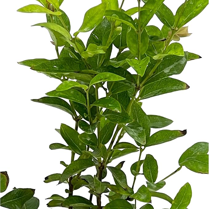 ragnaroc Live Fruit Trees – Plinia cauliflora Jaboticaba Plug 9-12” Tall - 1ct - Color When Flowering Red, Bonsai - Live Arrival Guaranteed - House Plants for Home Decor
