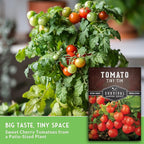 Tiny Tim Tomato Seeds - Dwarf Cherry Tomatoes for Planting Indoors or Patio, Compact Heirloom Variety for Containers, High Yield, Non-GMO - Survival Garden Seeds (2 Packs)
