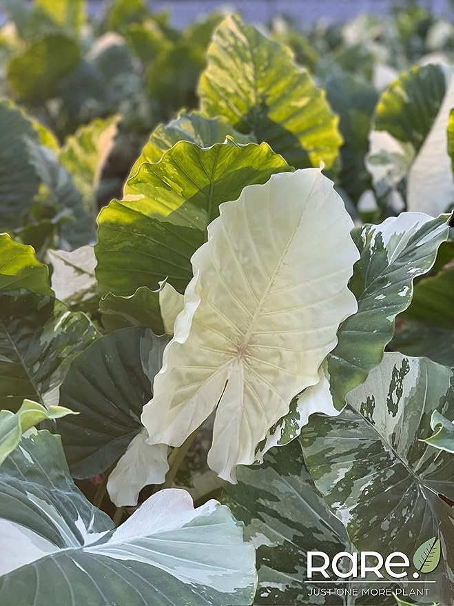 Nature's Way Farms, Alocasia Dawn Variegated, Rare Plant Collection, Live Plant (18-24 in. Tall) in Grower Pot