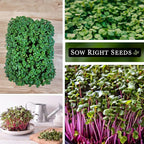 Sow Right Seeds - Red Kale Microgreen Seed for Growing - Instructions to Grow Your Own Delicious and Healthy Microgreens - Plant Indoors with no Special Equipment - Super Easy Superfood Sprouts