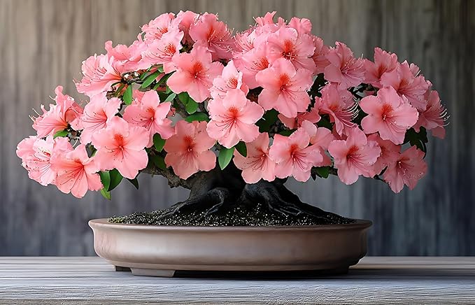 30 Royal Azalea Bonsai Tree Seeds for Planting