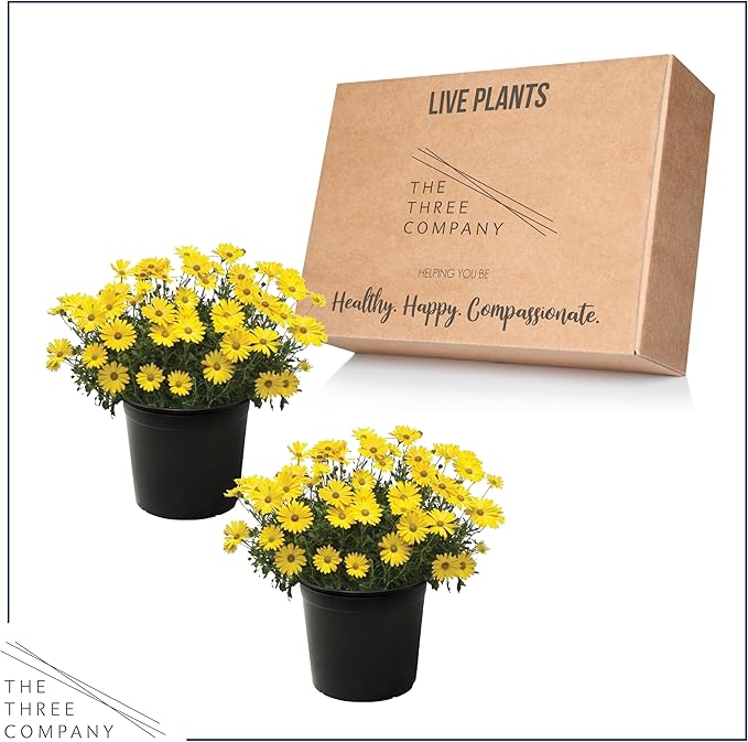 Live Flowering Osteospermum Plant - Yellow (2 Plants Per Pack), Beautiful African Daisies, Early Spring Color, 12" Tall by 5" Wide in 1 Qt Pot