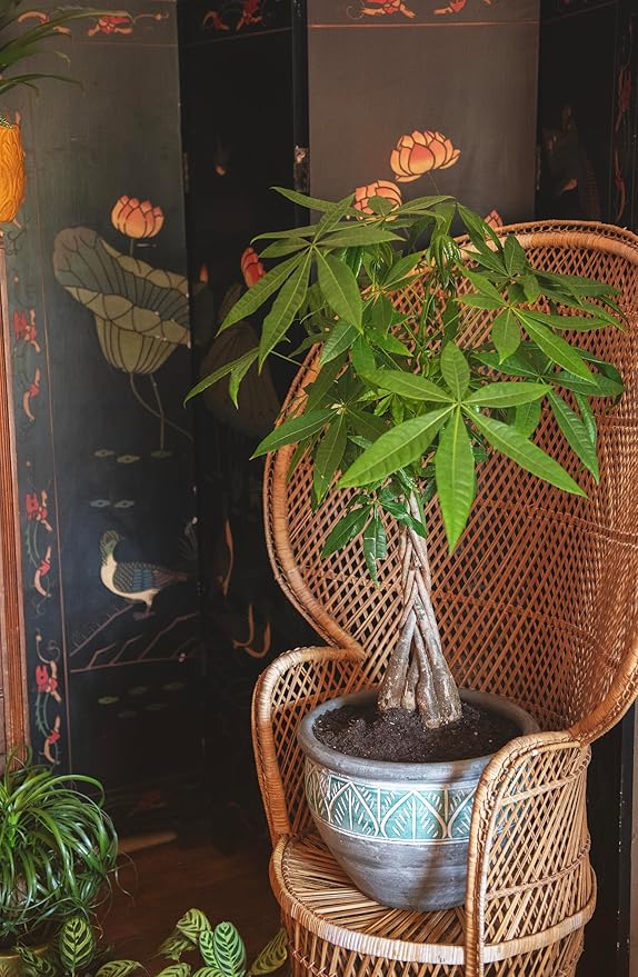 American Plant Exchange Money Tree – 10-Inch Pot, Live Bonsai Houseplant, Easy Care Indoor Plant for Home, Office, or Garden Decor