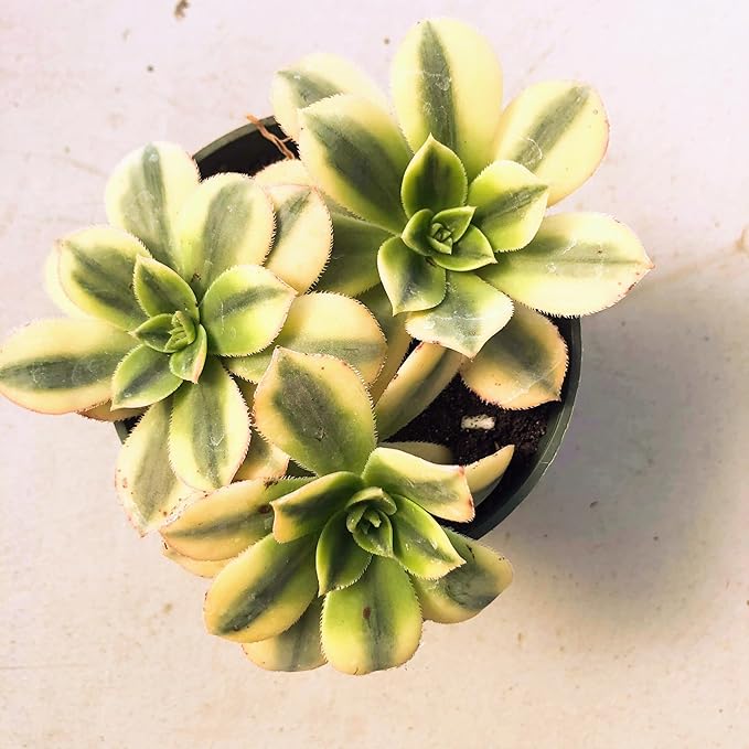 Aeonium Sunburst Succulent Rare Tri-Color Rosette – Variegated Live Plant in 4" Pot, Easy Care Drought-Tolerant Succulent, Indoor/Outdoor Patio Plant, Colorful Variegated Aeonium