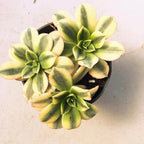 Aeonium Sunburst Succulent Rare Tri-Color Rosette – Variegated Live Plant in 4" Pot, Easy Care Drought-Tolerant Succulent, Indoor/Outdoor Patio Plant, Colorful Variegated Aeonium