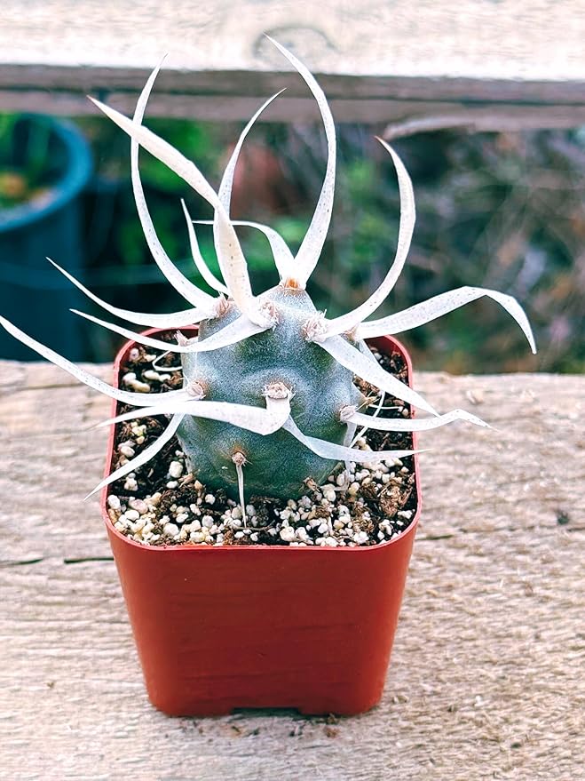 Succulents Plants Live 2inch Live Mini Succulent Plants, Easy Care House Plants Rooted in Succulent Soil Mix, by The Succulent Cult (Paper Spine Cactus - Tephrocactus Articulatus, 2 Inch)