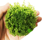 Micranthemum Micranthemoides Pearlweed Tissue Culture Vitro Cup Freshwater Carpet Live Aquarium Plants Decoration BUY2GET1FREE