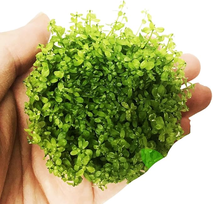 Micranthemum Micranthemoides Pearlweed Tissue Culture Vitro Cup Freshwater Carpet Live Aquarium Plants Decoration BUY2GET1FREE