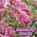 Perfect Plants Butterfly Candy Li'l Taffy Butterfly Bush in 1 Gallon Grower's Pot | Live, Pink Flowering Shrub for Outdoor Gardens | Compact Bush | Pollinator Garden Planting | Thrives in Zones 5-10