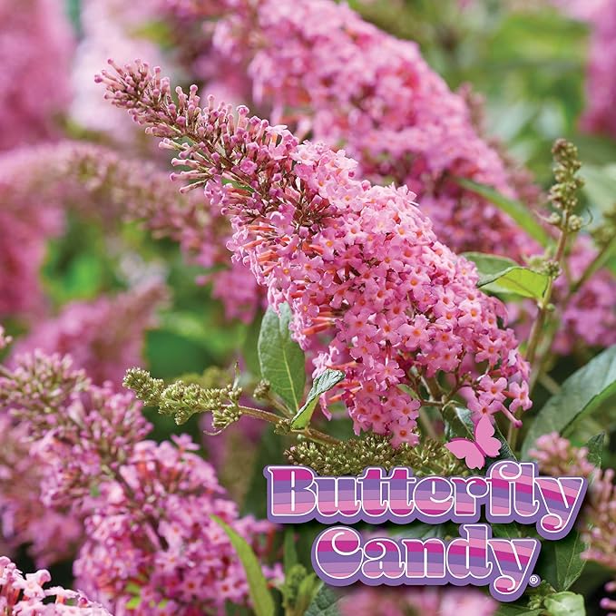 Perfect Plants Butterfly Candy Li'l Taffy Butterfly Bush in 1 Gallon Grower's Pot | Live, Pink Flowering Shrub for Outdoor Gardens | Compact Bush | Pollinator Garden Planting | Thrives in Zones 5-10
