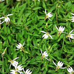 Chalily Creeping Chinese Lobelia, a Great Live Pond Plant for Your Water Garden. Filters koi and Goldfish Ponds. Good for Bogs, Plant Shelf or Shallow Water This marginal Aquatic is a Real Beauty