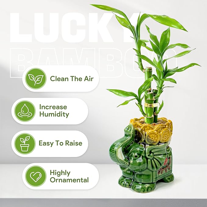 Lucky Bamboo 3-Stalk Set with Pebbles in Elephant Coin Plate Pot – 6'' 6'' 8'' Live Plant for Positive Energy