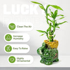Lucky Bamboo 3-Stalk Set with Pebbles in Elephant Coin Plate Pot – 6'' 6'' 8'' Live Plant for Positive Energy